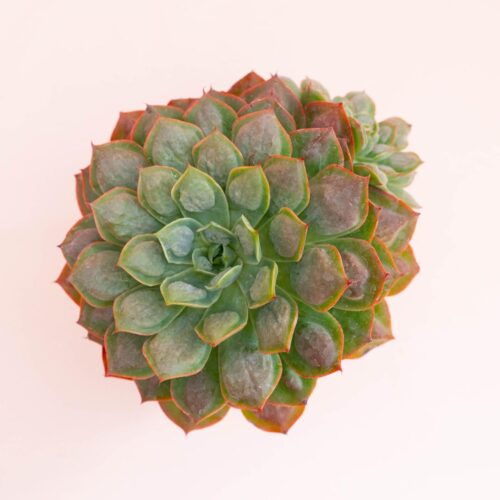 Echeveria Raindrops x parva Ø 12 cm