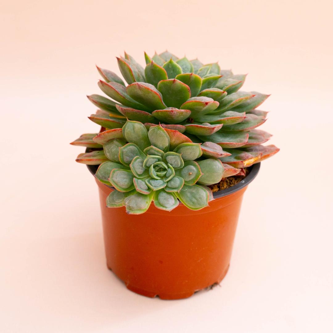 Echeveria Raindrops x parva Ø 12 cm