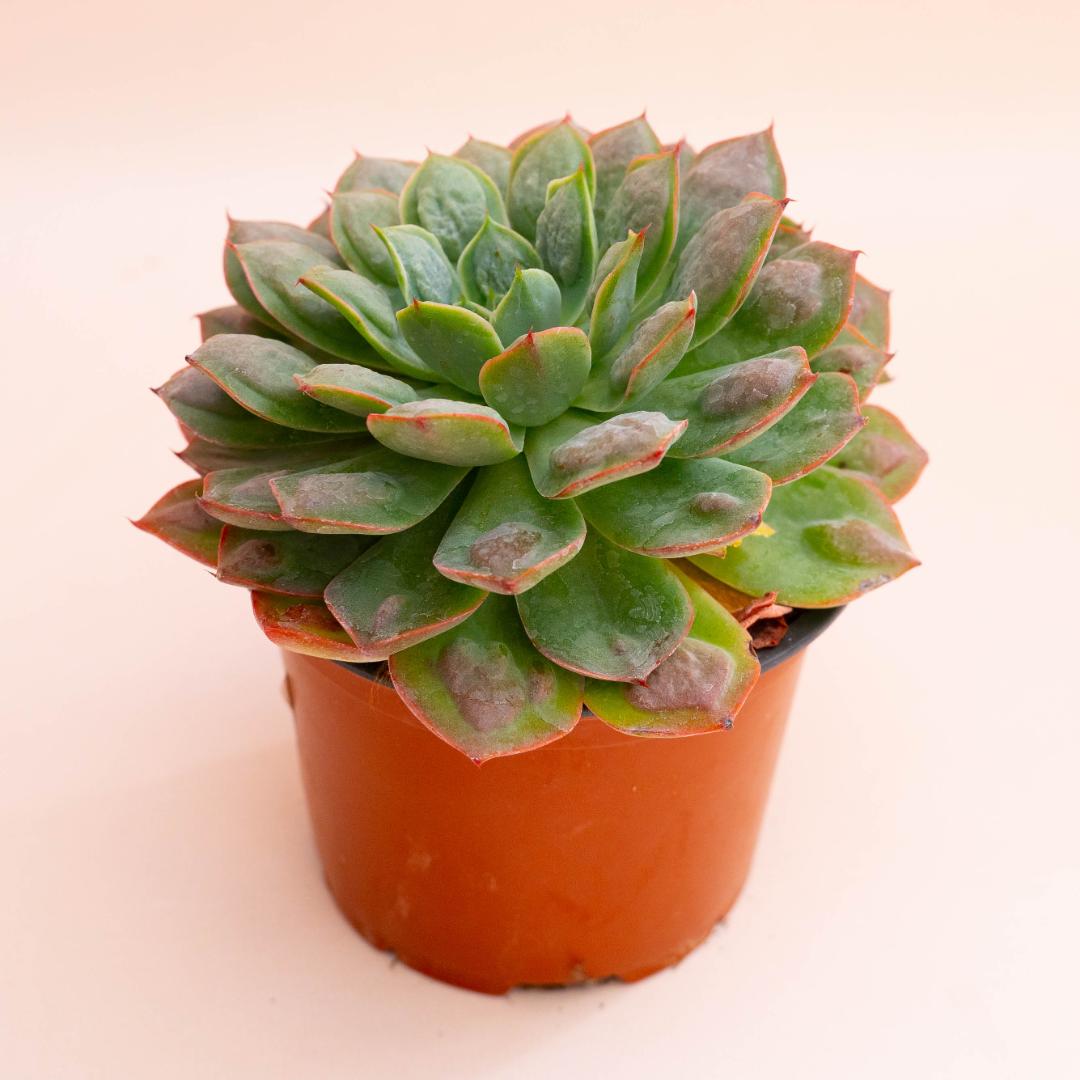 Echeveria Raindrops x parva Ø 12 cm