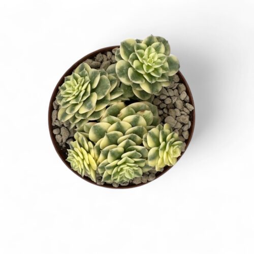 Echeveria 'Rolly' variegated Ø 12,5 cm