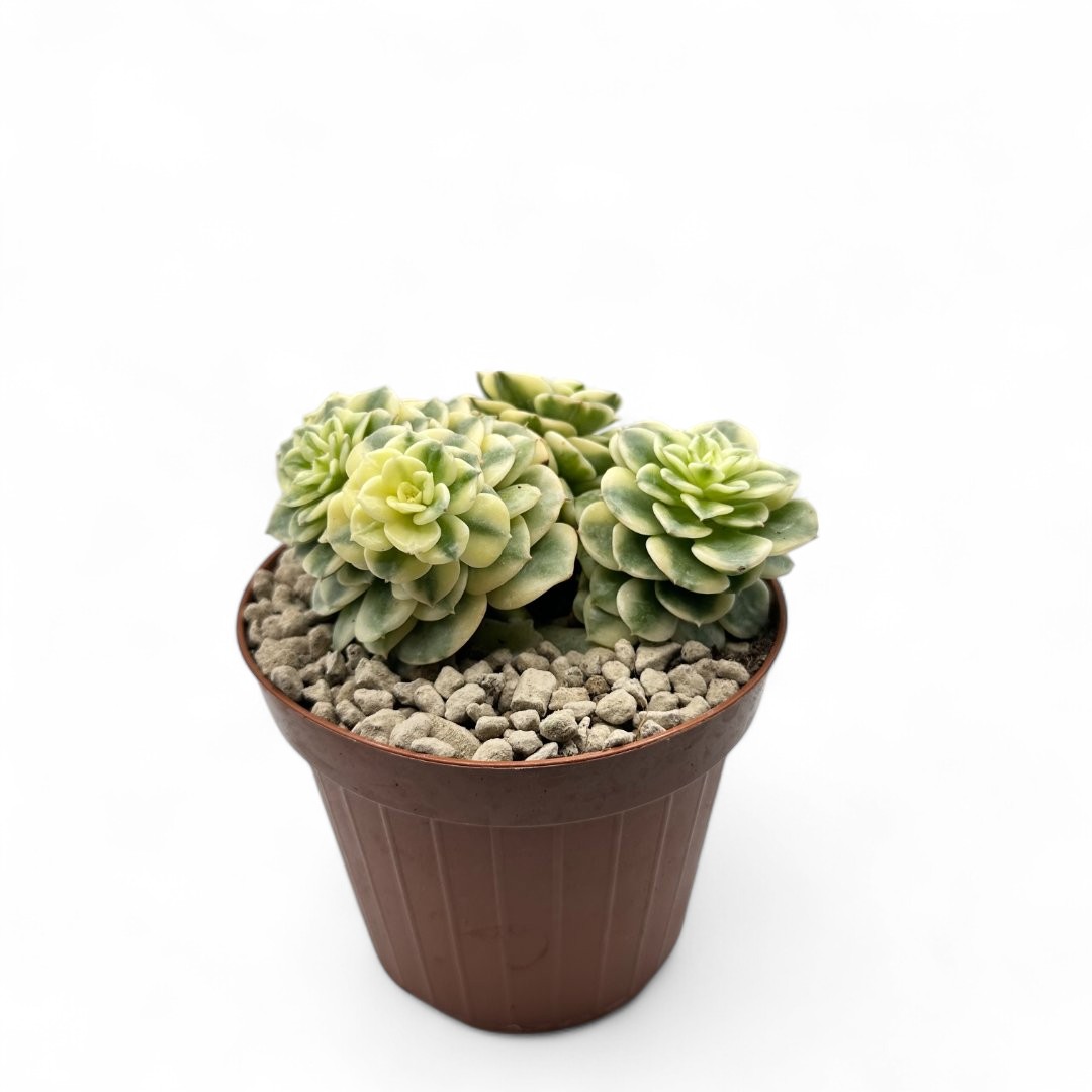 Echeveria 'Rolly' variegated Ø 12,5 cm