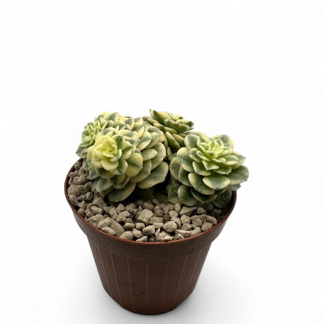 Echeveria 'Rolly' variegated Ø 12,5 cm