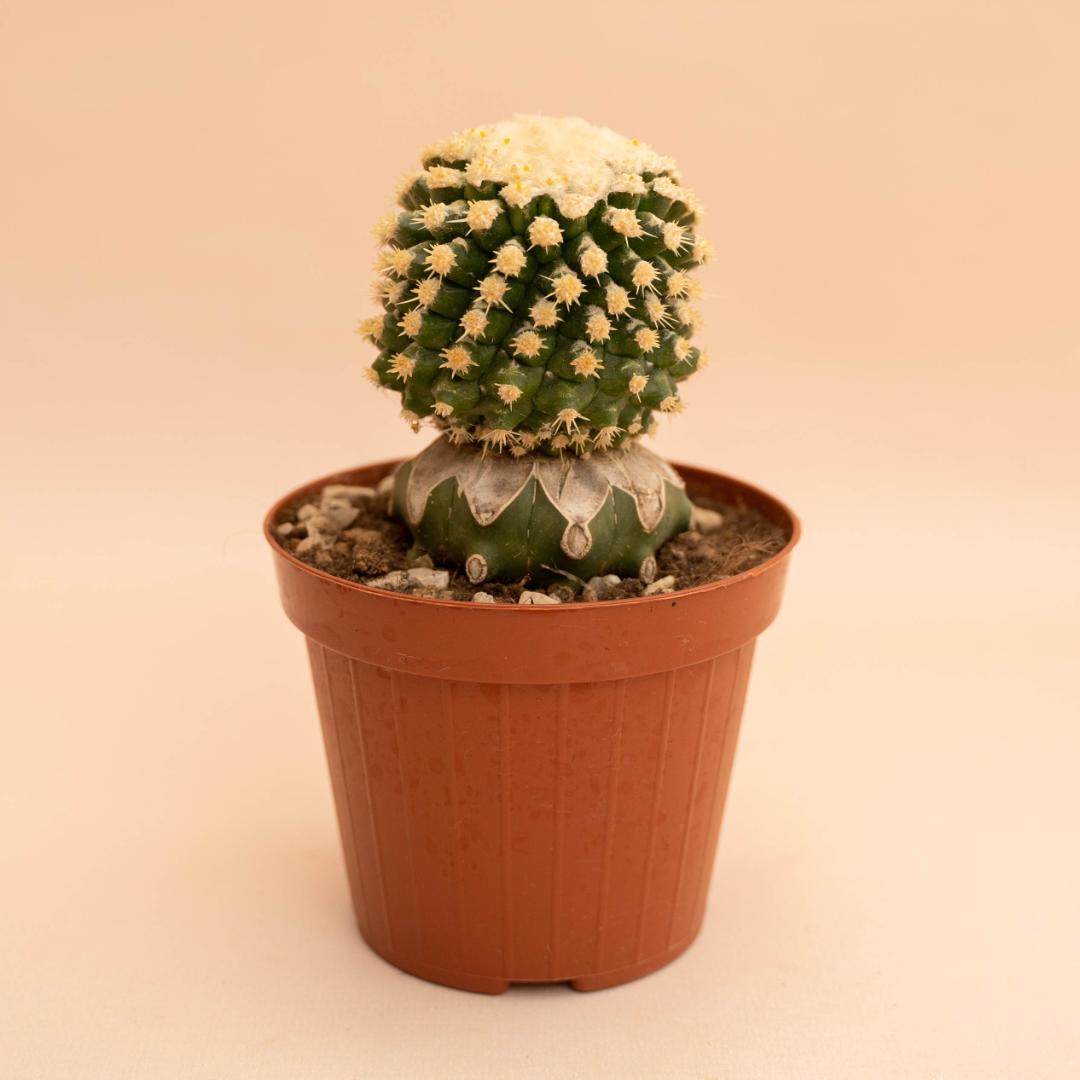 Echinocactus grusonii mostruoso Ø 12 cm