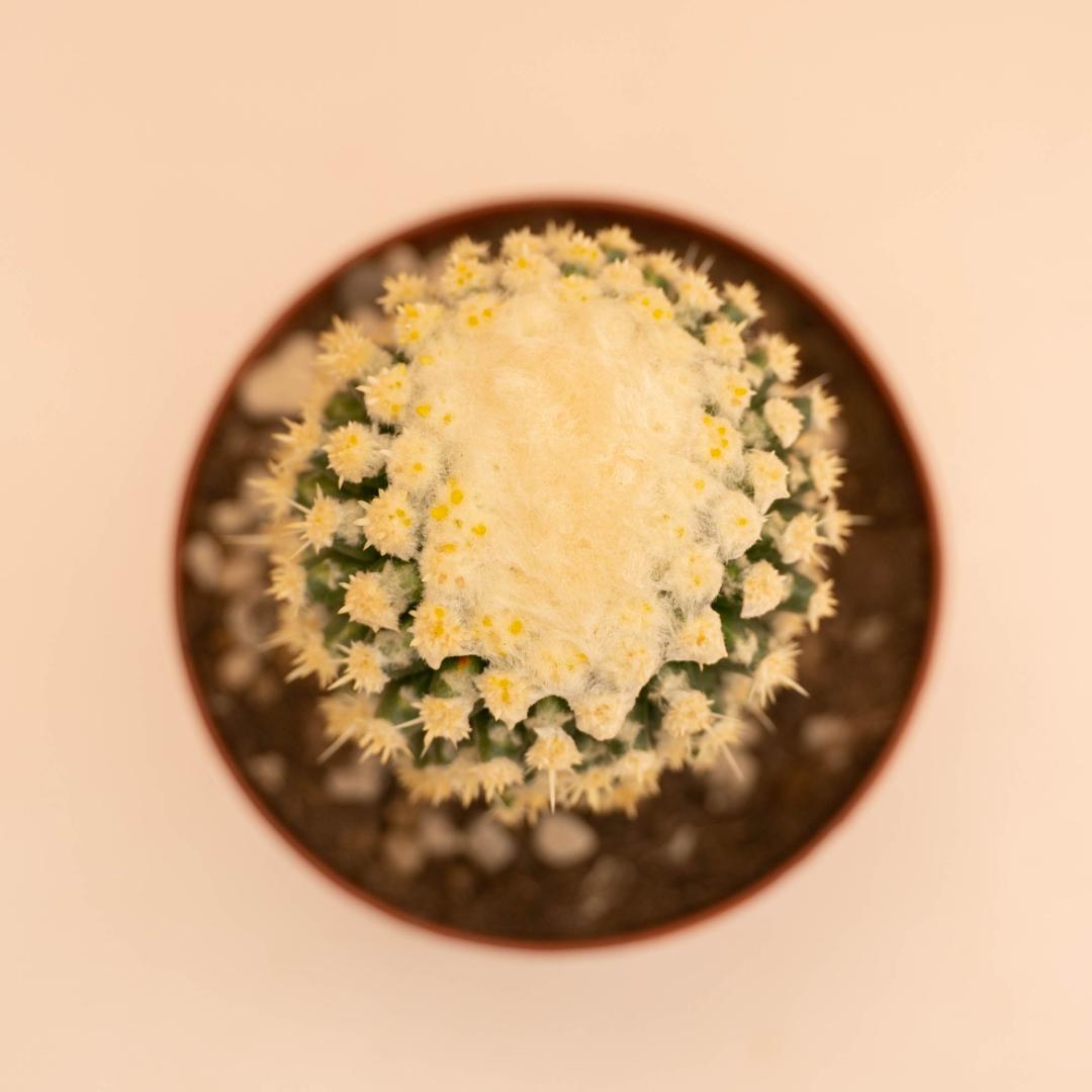 Echinocactus grusonii mostruoso Ø 12 cm