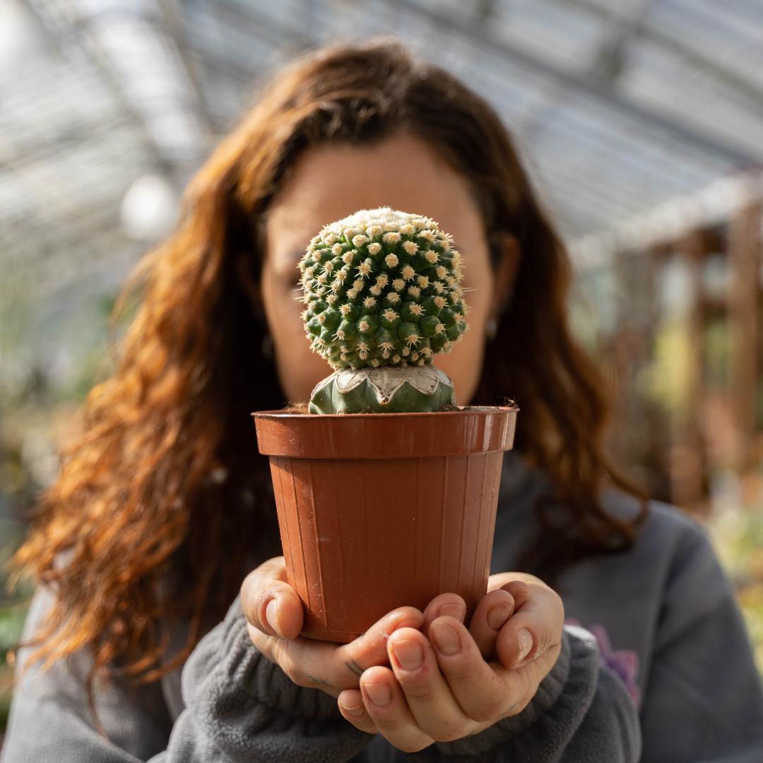 Echinocactus grusonii mostruoso Ø 12 cm