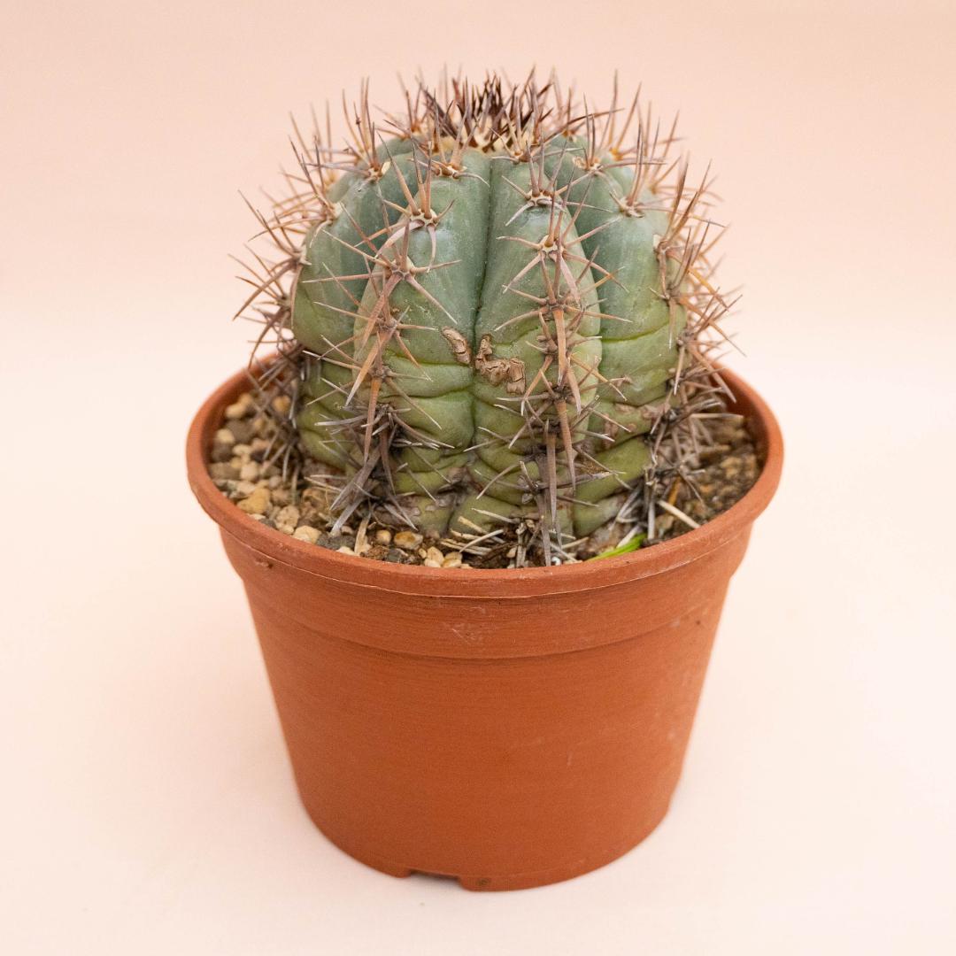 Echinocactus horizonthalonius Ø 18 cm