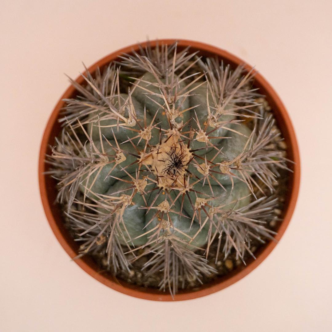 Echinocactus horizonthalonius Ø 20 cm