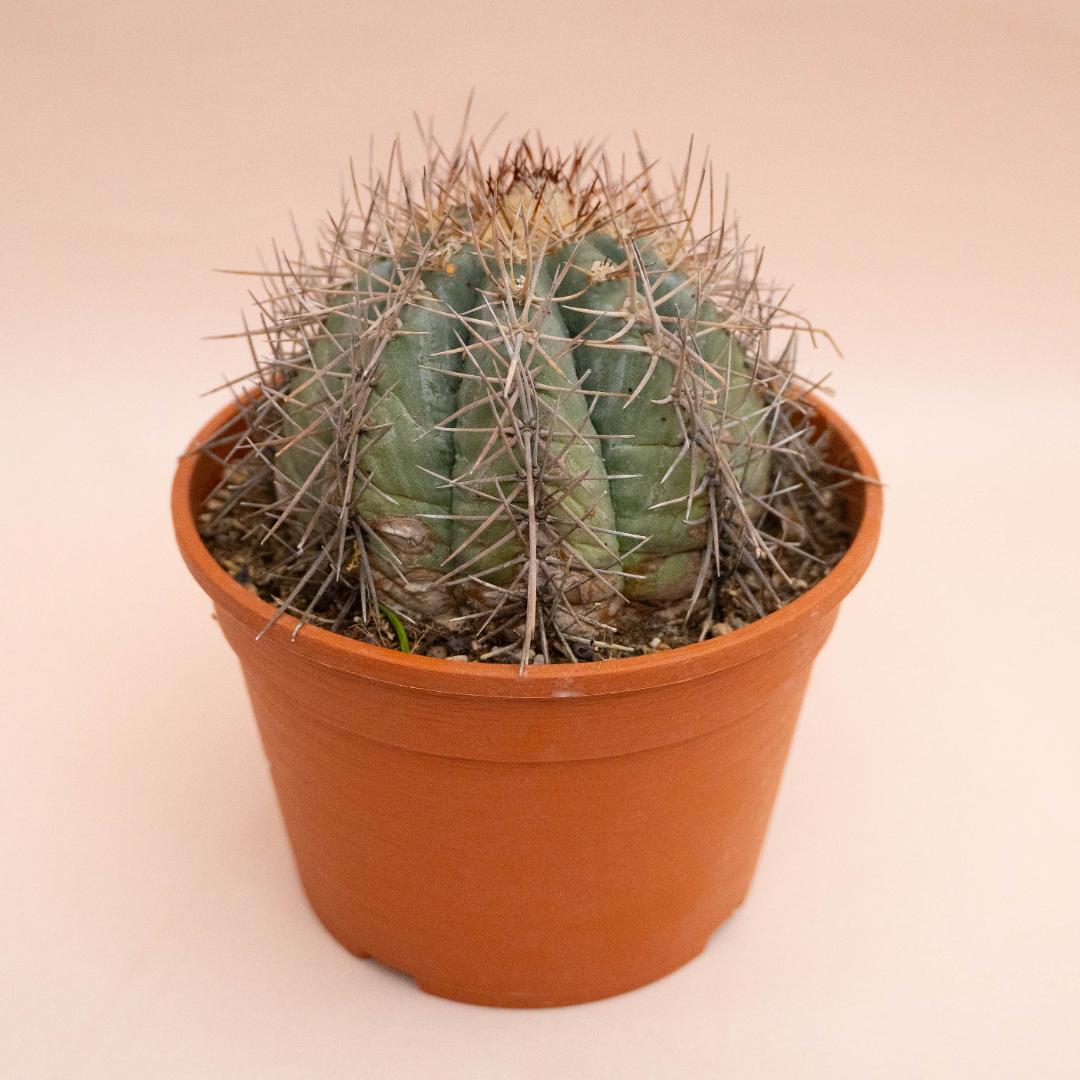 Echinocactus horizonthalonius Ø 20 cm