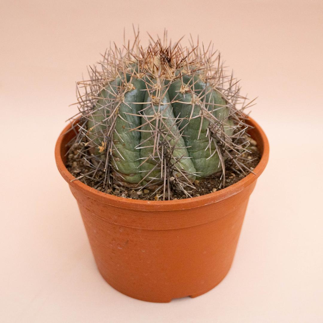 Echinocactus horizonthalonius Ø 20 cm