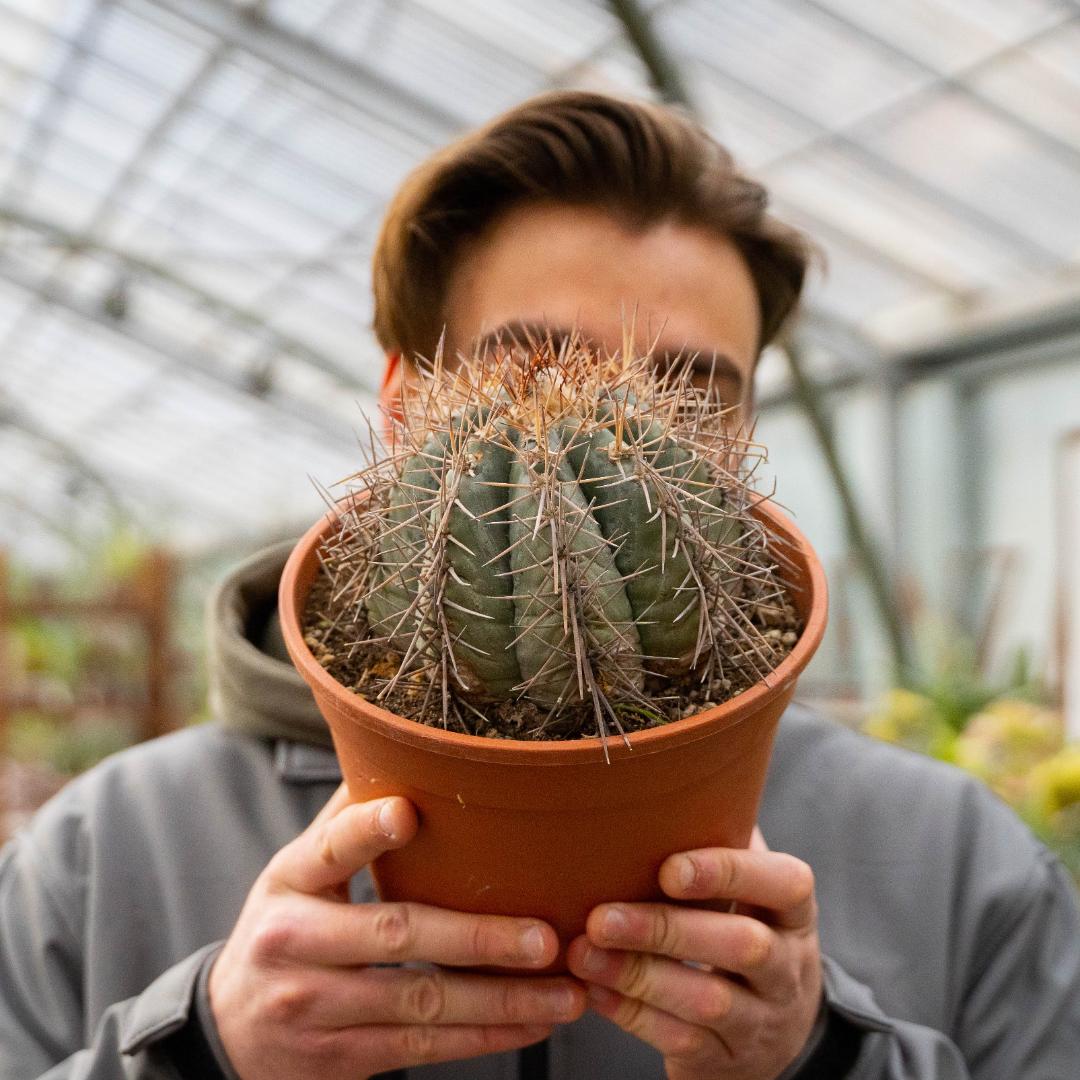 Echinocactus horizonthalonius Ø 20 cm
