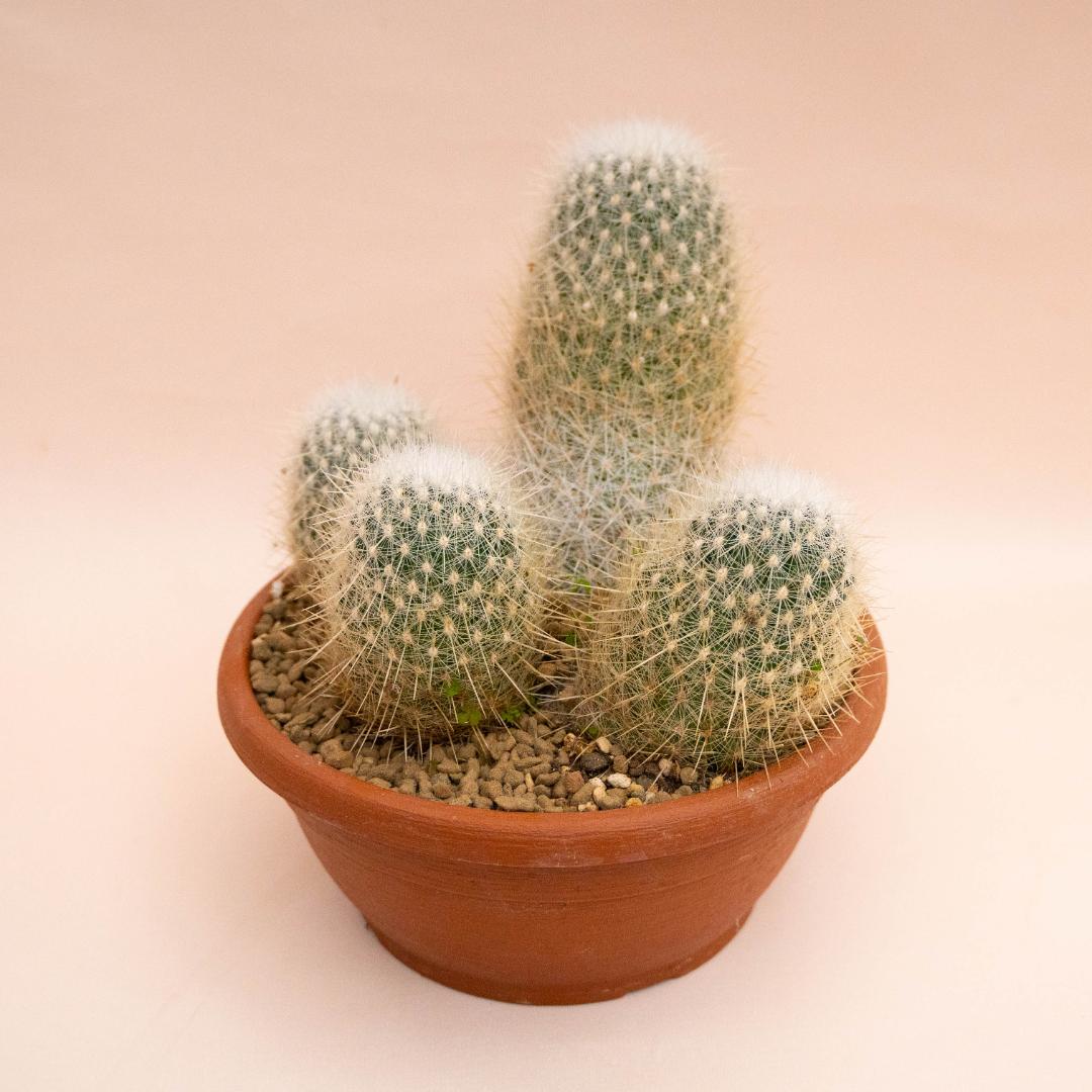 Echinocactus macdowellii Ø 25 cm