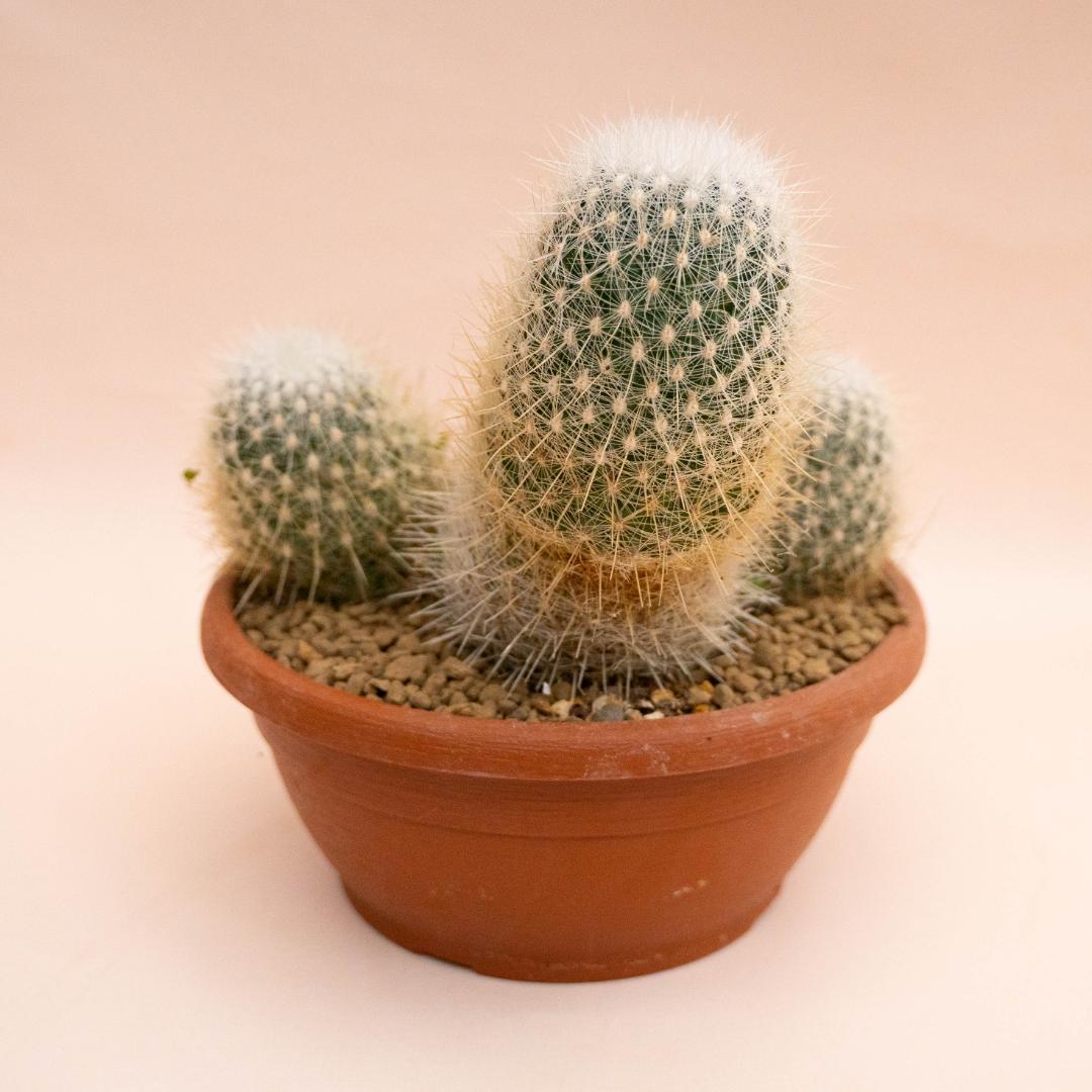 Echinocactus macdowellii Ø 25 cm