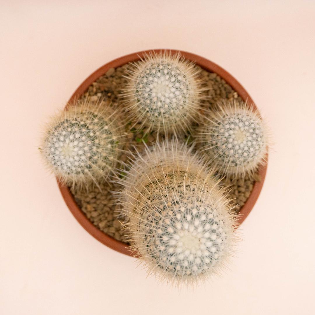 Echinocactus macdowellii Ø 25 cm