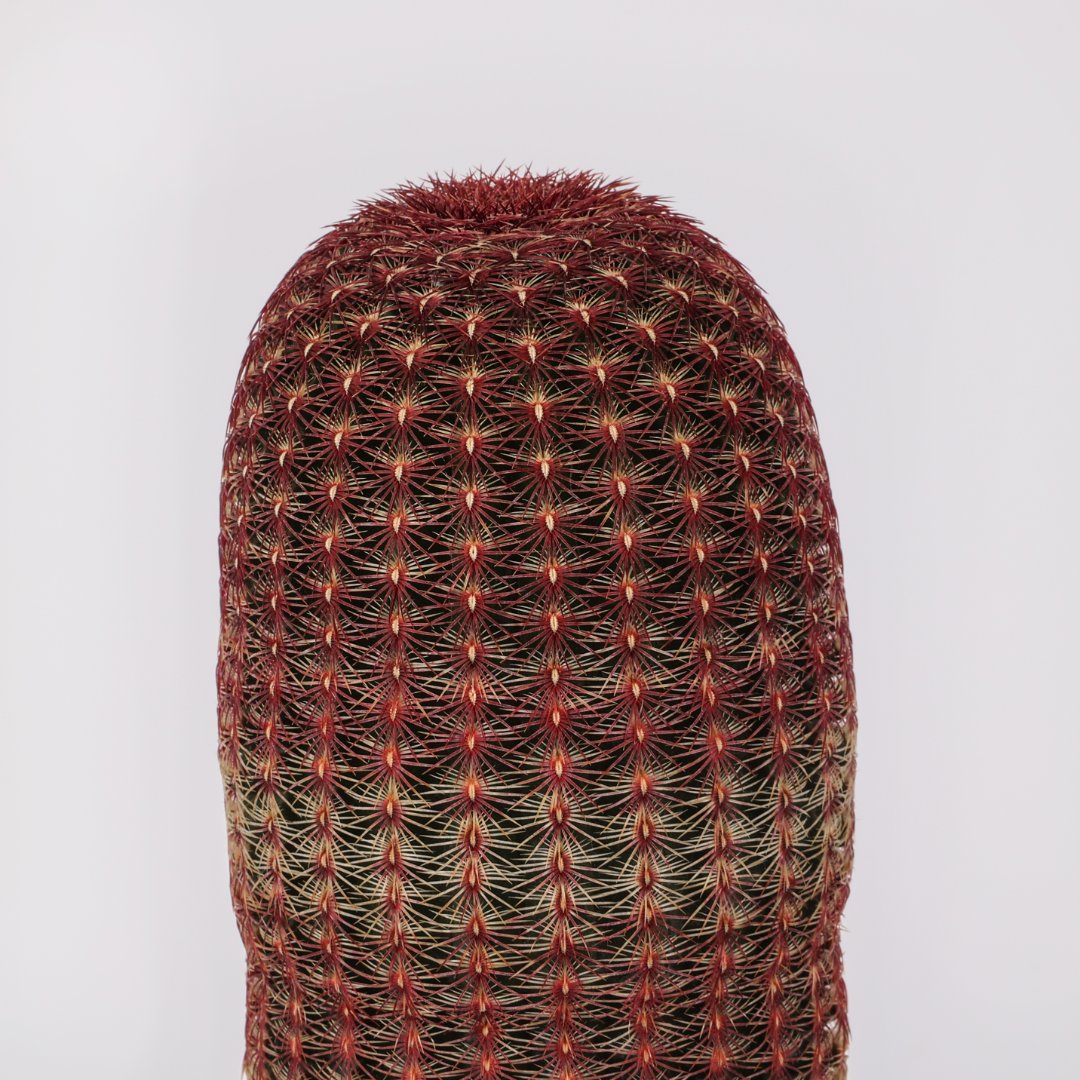 Echinocereus rigidissimus rubrispinus (MANERA CHOCO) Ø 12 cm