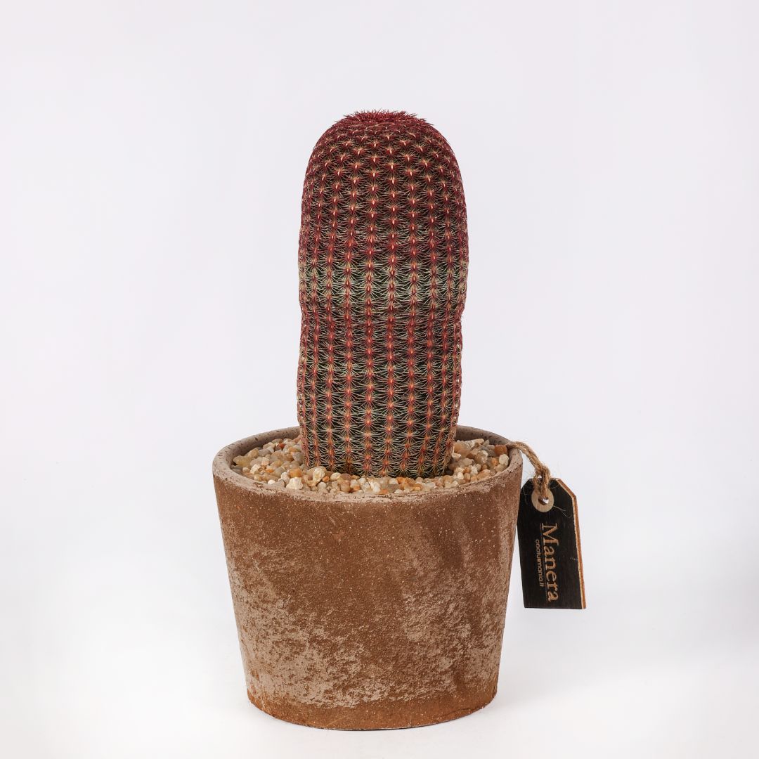 Echinocereus rigidissimus rubrispinus (MANERA CHOCO) Ø 12 cm