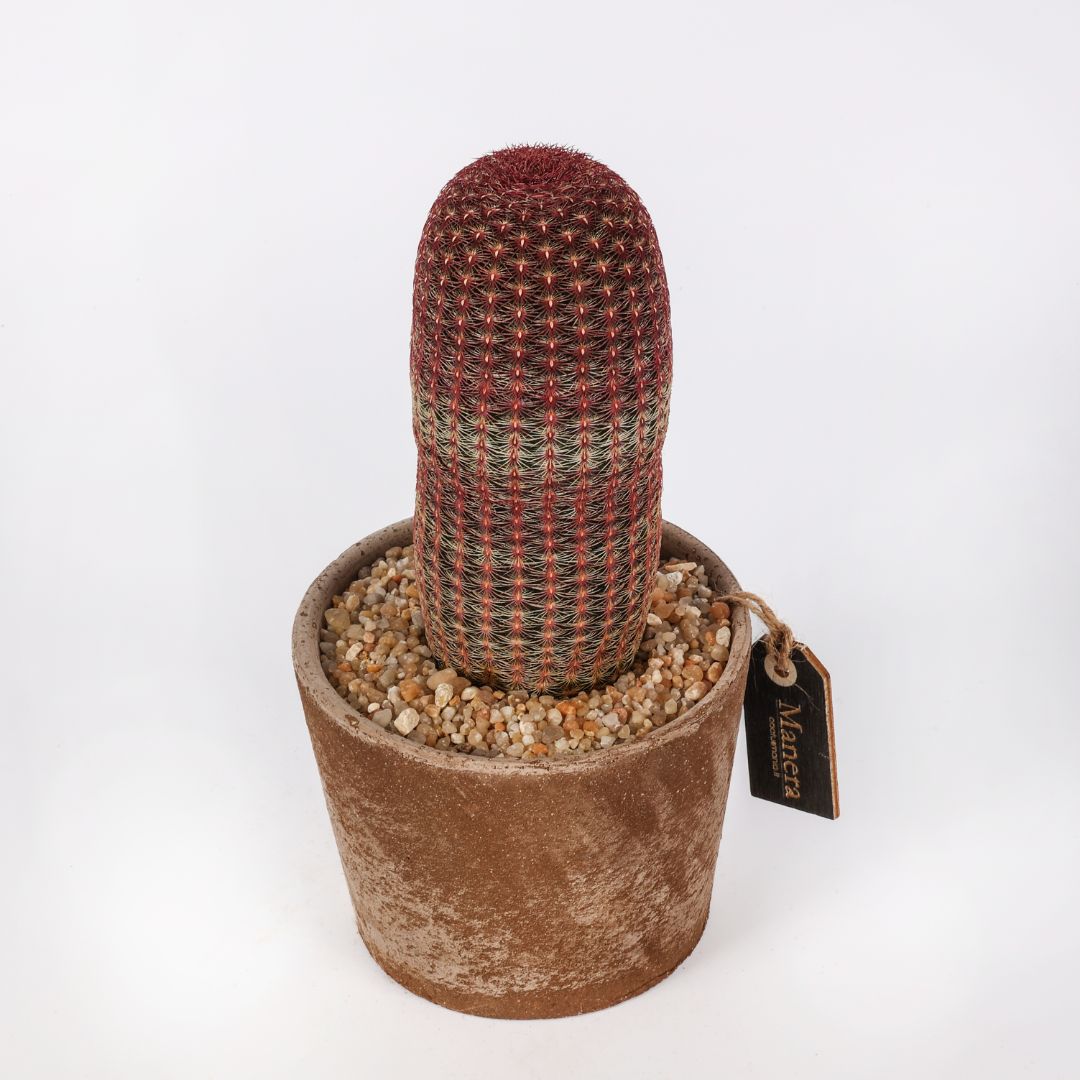 Echinocereus rigidissimus rubrispinus (MANERA CHOCO) Ø 12 cm