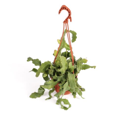 Epiphyllum guatemalense Monstruosa Ø 15