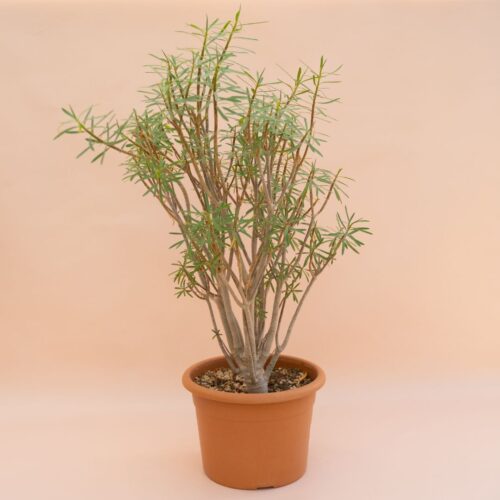 Euphorbia balsamifera Ø 22 cm