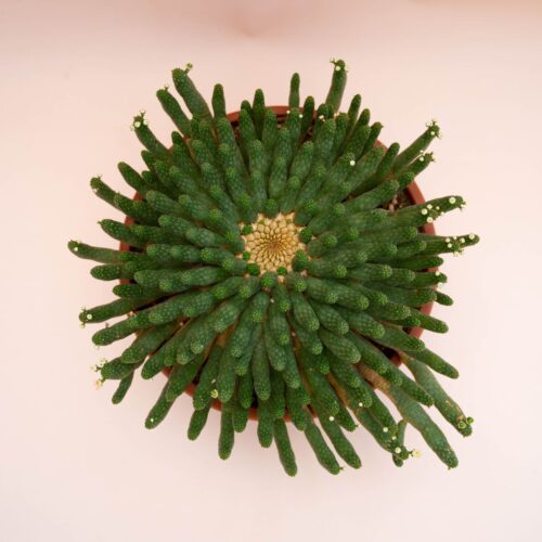 Euphorbia inermis Ø 30 cm 776F