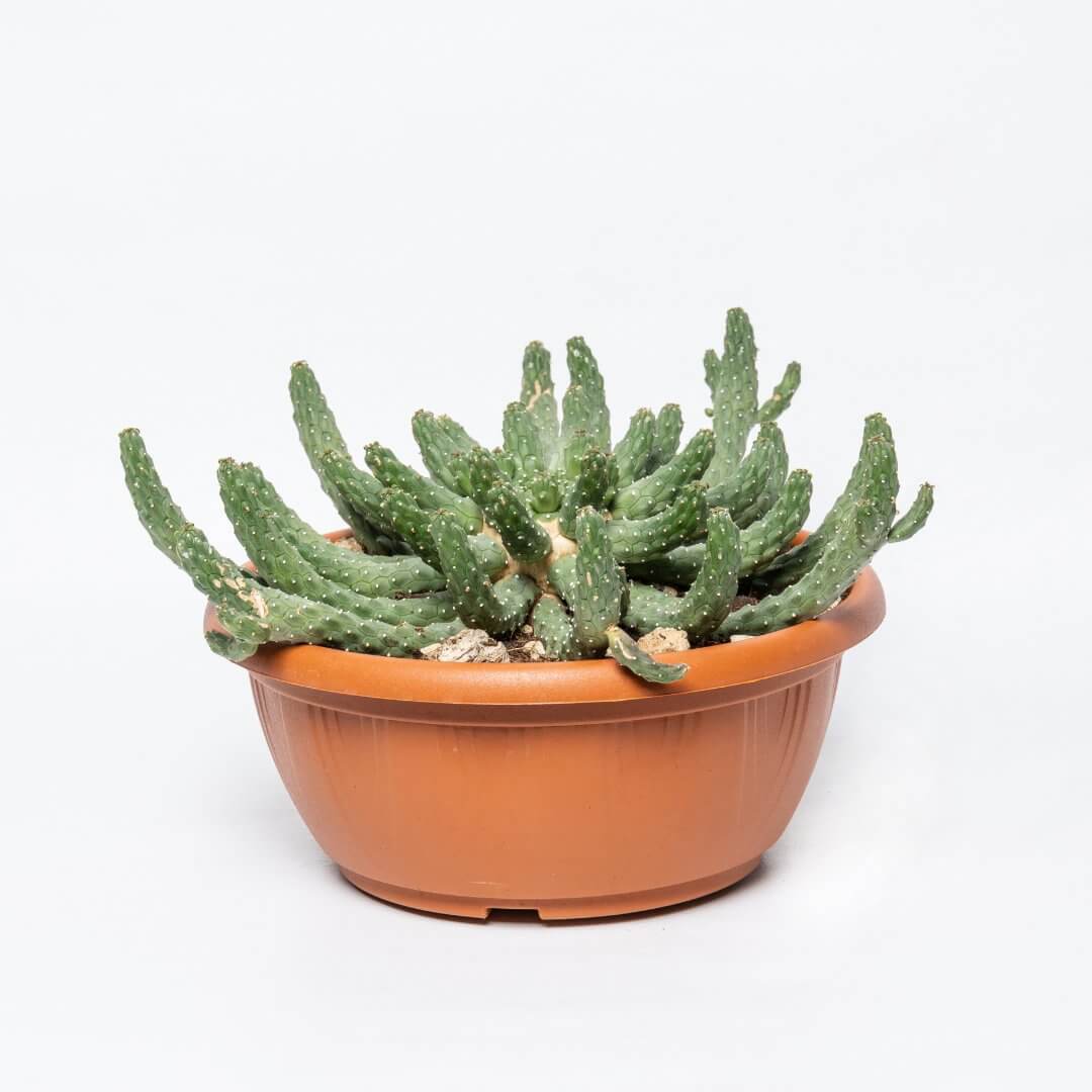 Euphorbia inermis Ø 20 cm