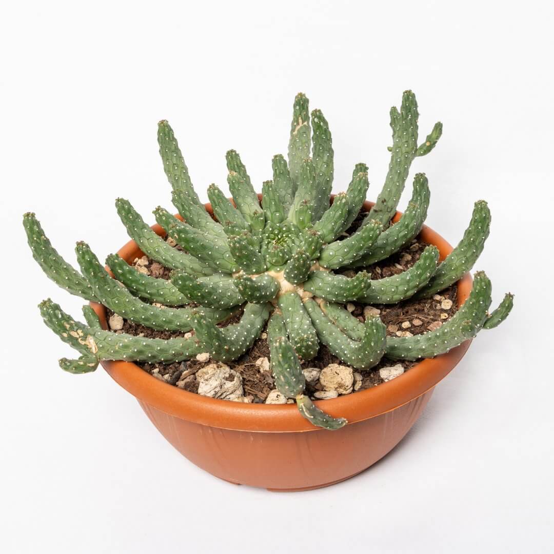 Euphorbia inermis Ø 20 cm