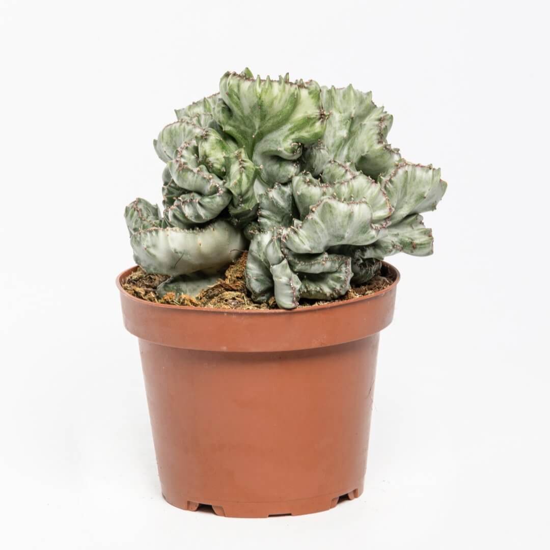Euphorbia lactea variegata crestata Ø 13 cm