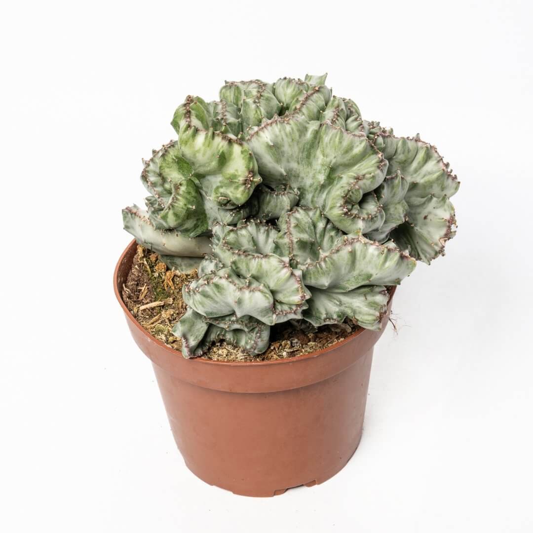 Euphorbia lactea variegata crestata Ø 13 cm