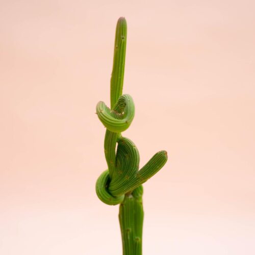 Euphorbia sipolisii crestata Ø 10,5 cm