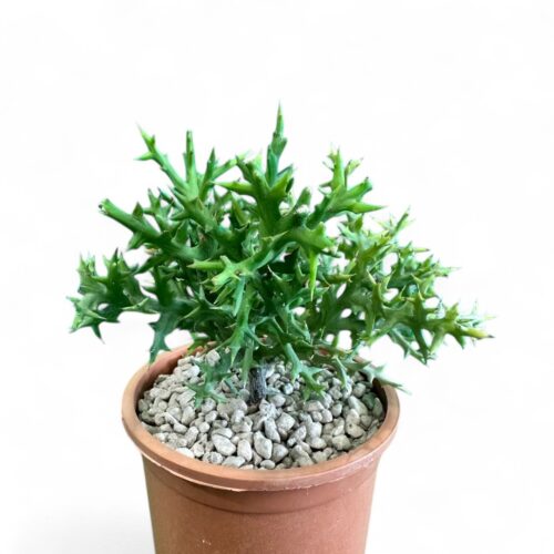 Euphorbia stenoclada Ø 12 cm