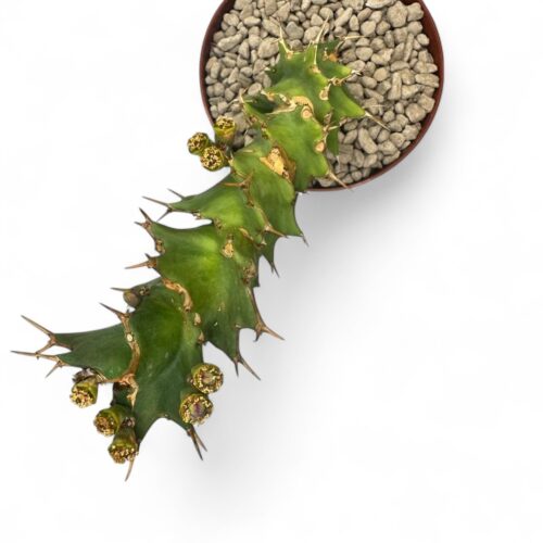 Euphorbia tortirama Ø 10,5 cm