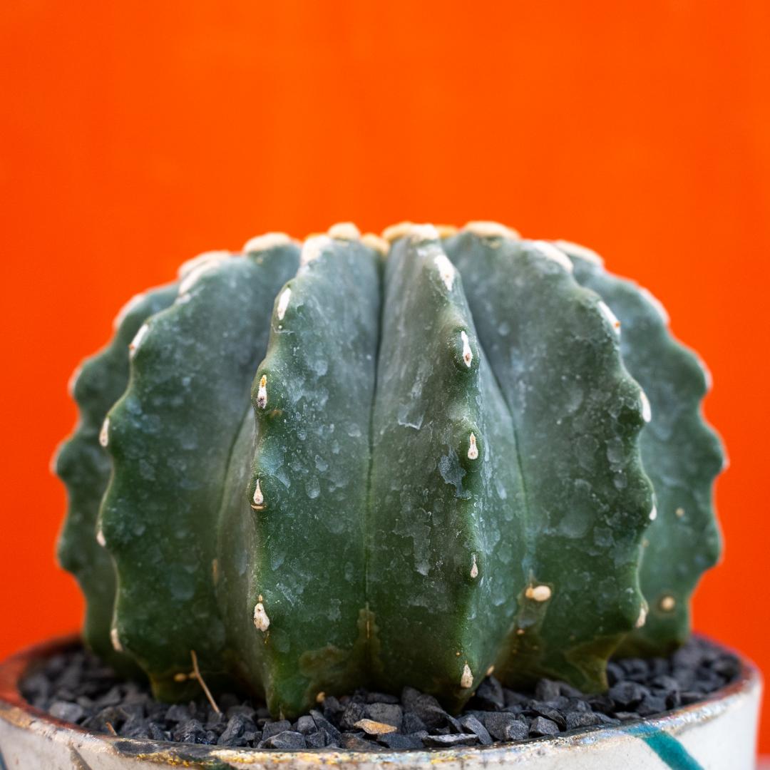 Ferocactus glaucescens inermis