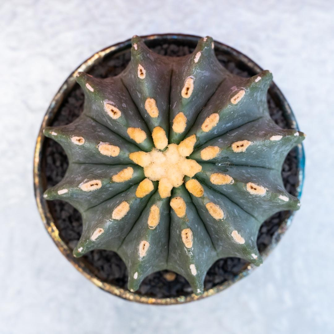 Ferocactus glaucescens inermis
