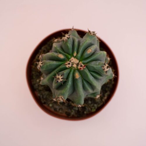 Ferocactus horridus brevispinus mostruoso Ø 13 cm cod. 747F