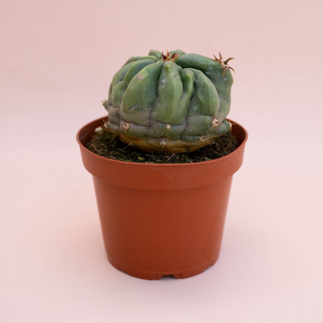 Ferocactus horridus brevispinus mostruoso Ø 13 cm cod. 748F