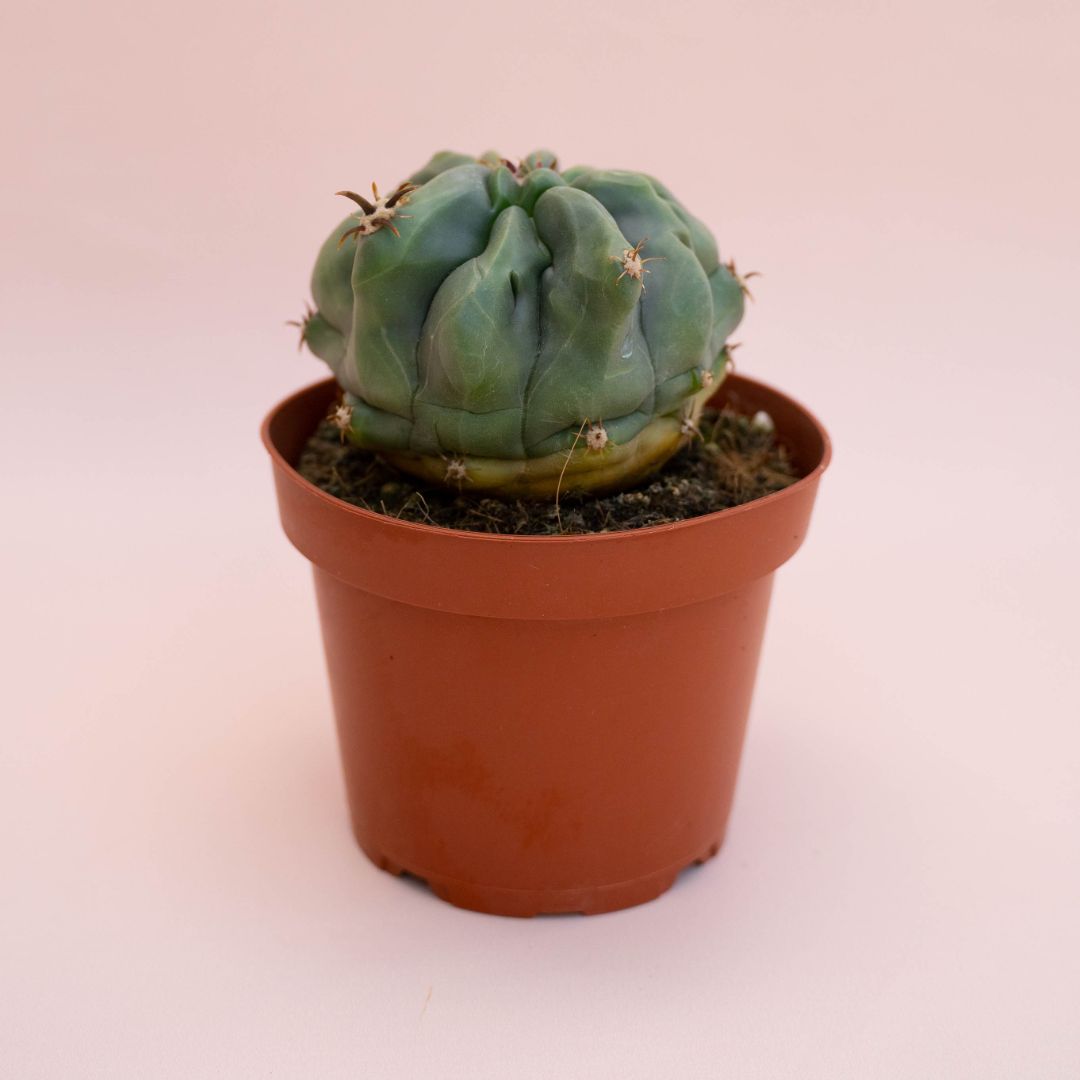 Ferocactus horridus brevispinus mostruoso Ø 13 cm cod. 748F