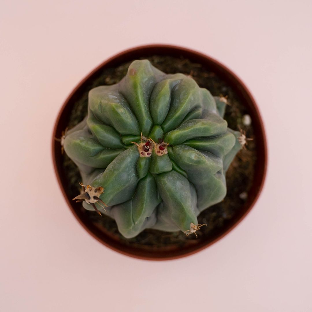 Ferocactus horridus brevispinus mostruoso Ø 13 cm cod. 748F