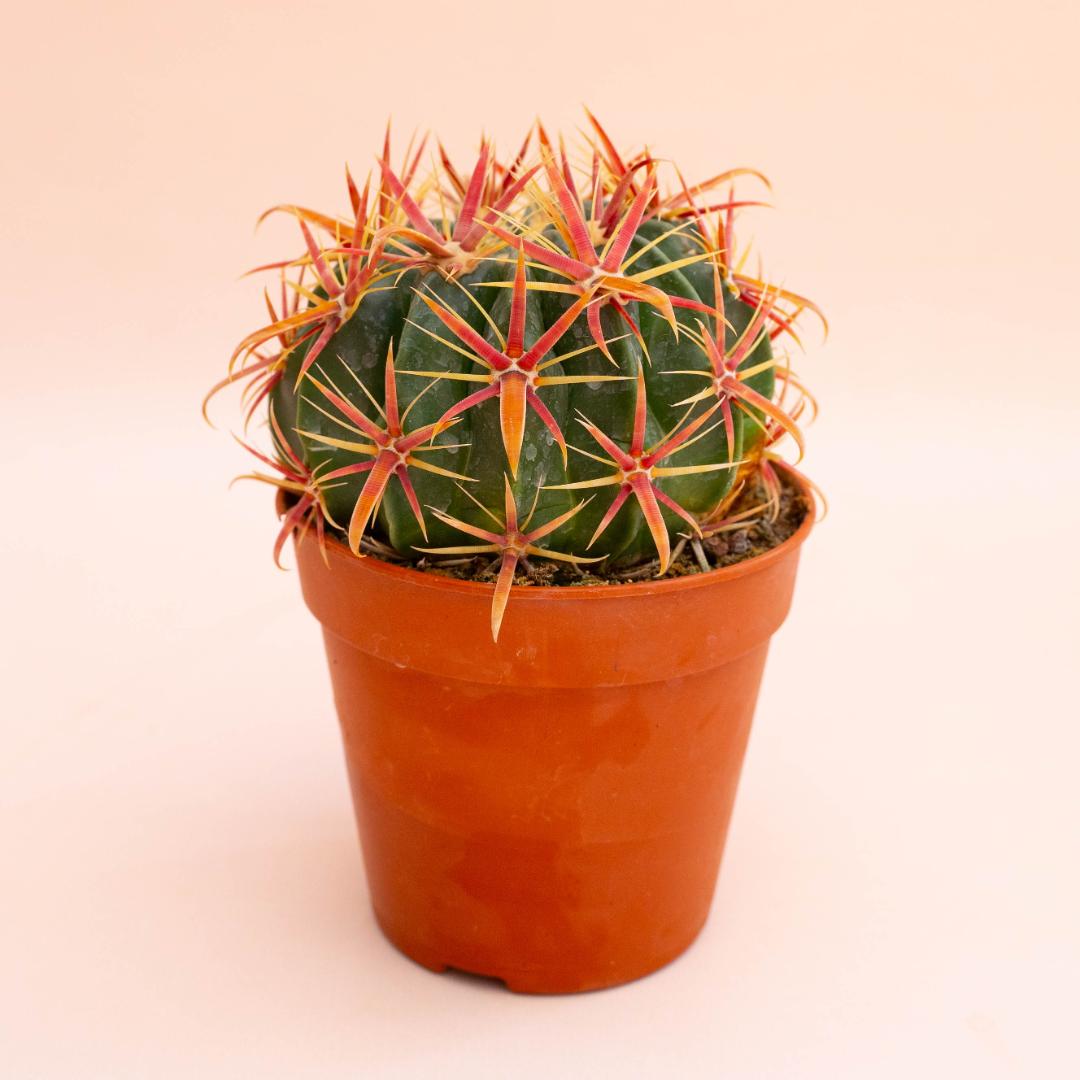 Ferocactus latispinus Ø 12 cm