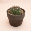 Gymnocalycium spegazzinii Ø 10 cm 839F
