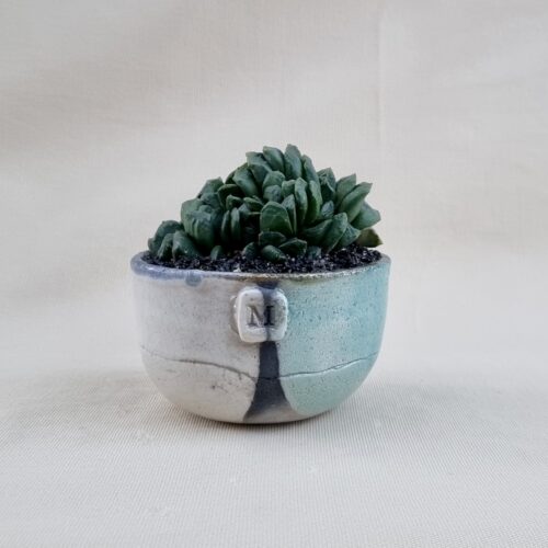 Haworthia truncata x maughanii