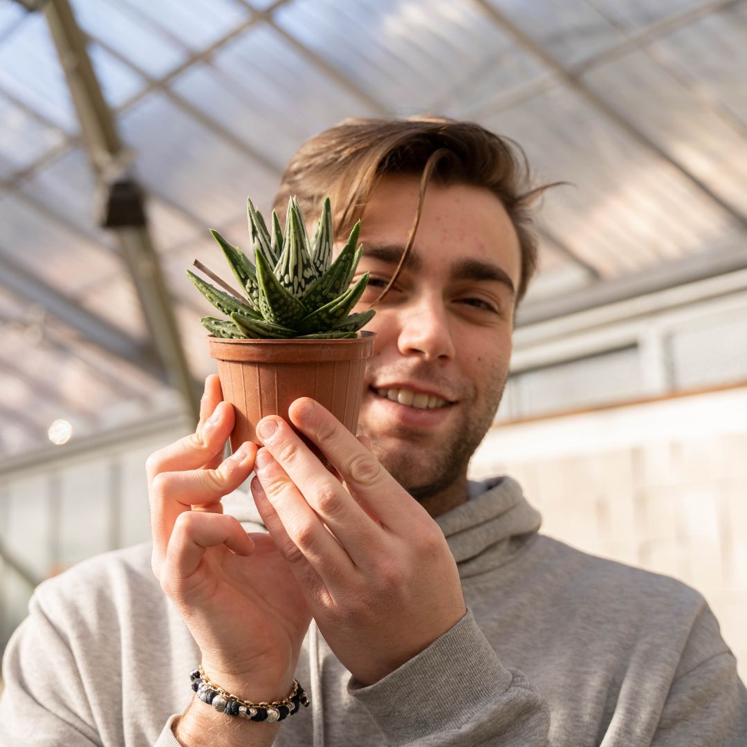 Haworthia pumila cv. Tears of Angels Ø 10 - 629F