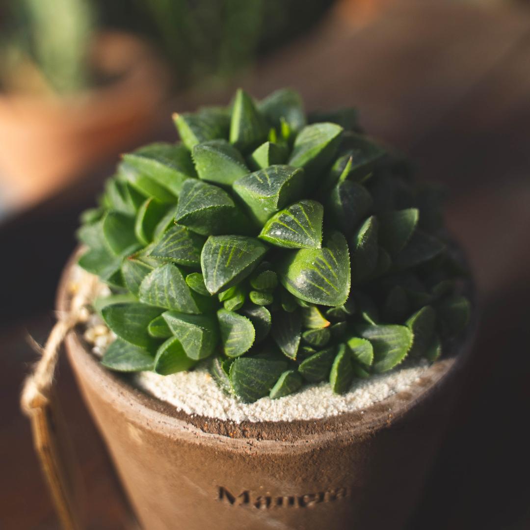 Haworthia retusa - Manera Line Choco