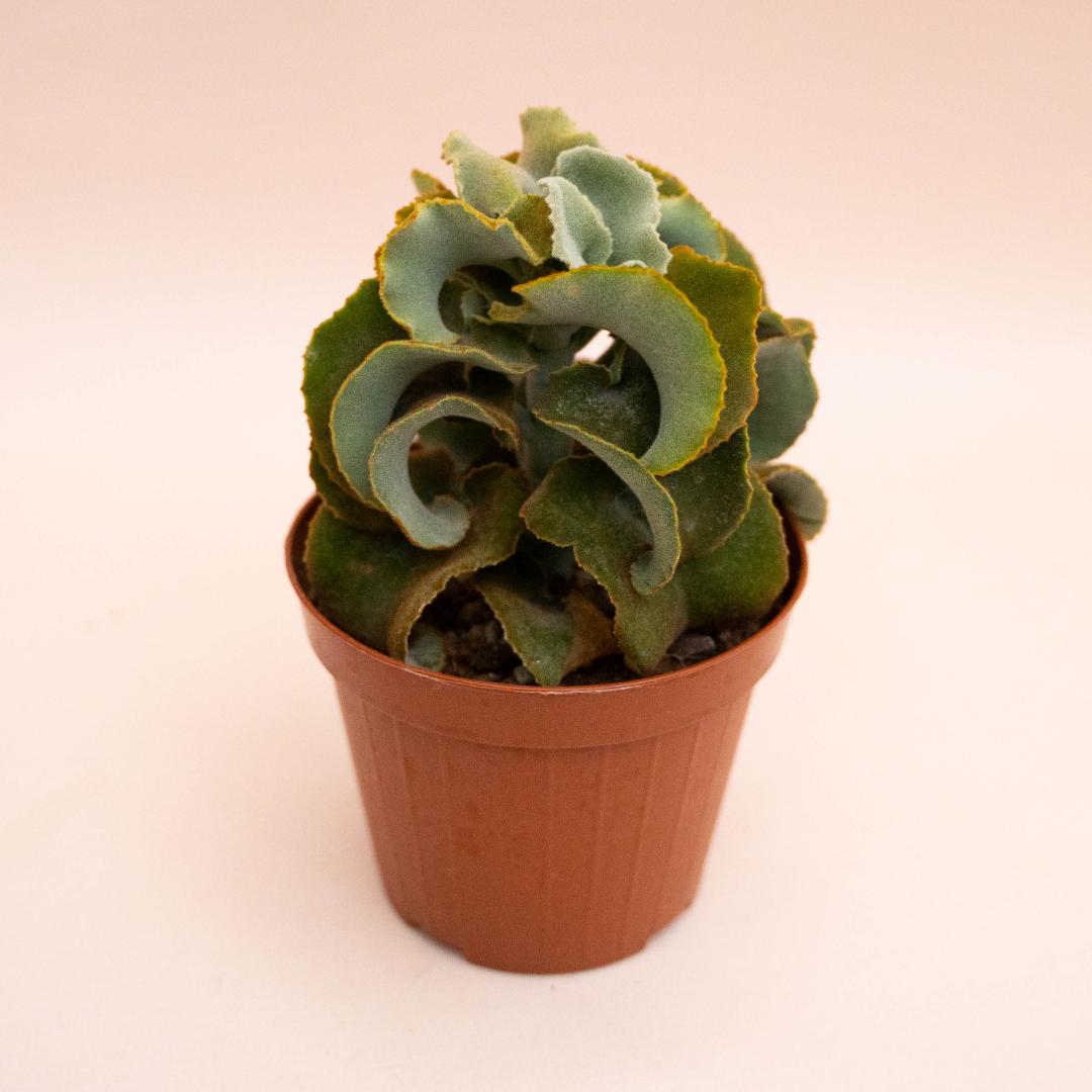 Kalanchoe Fang mostruosa Ø 12 cm