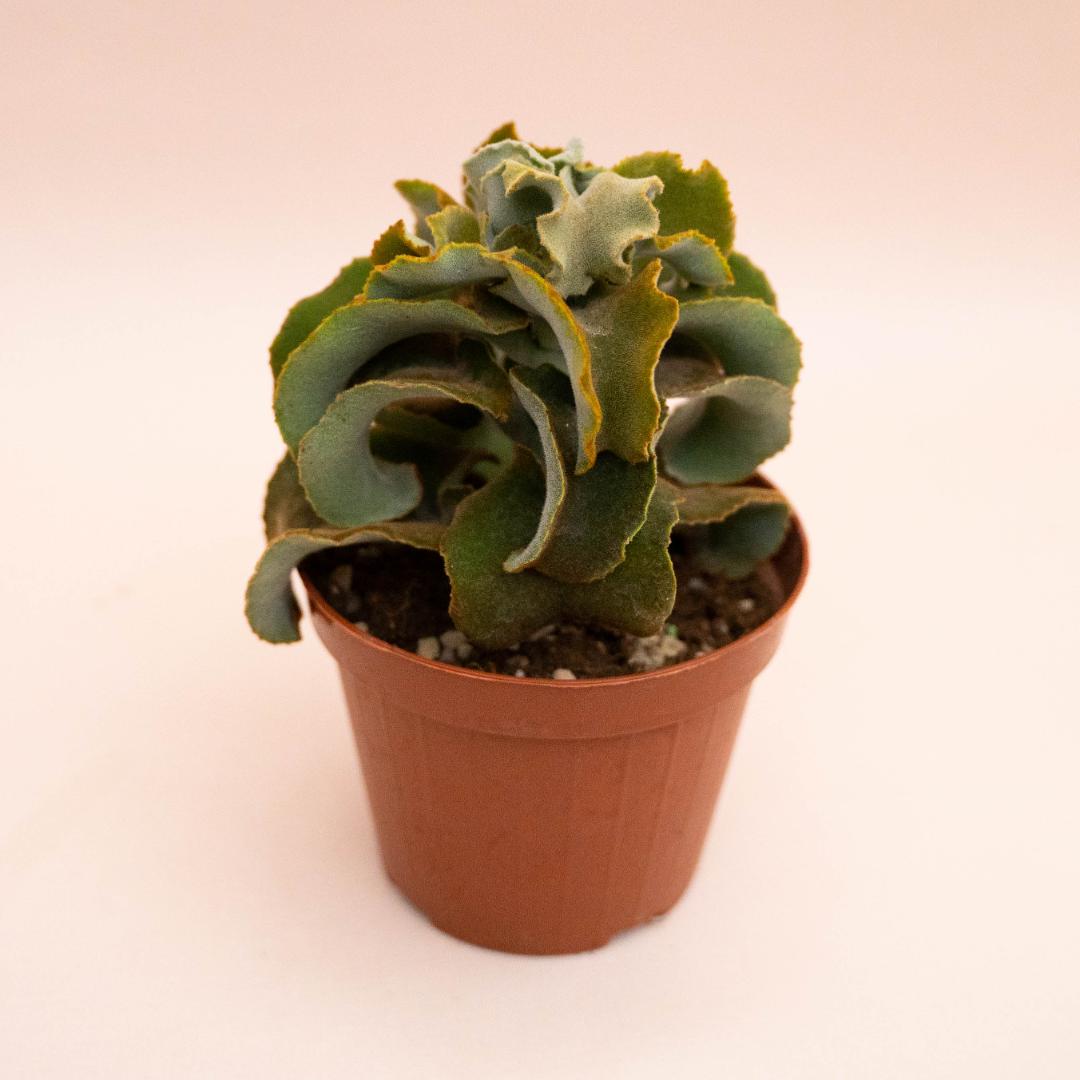 Kalanchoe Fang mostruosa Ø 12 cm