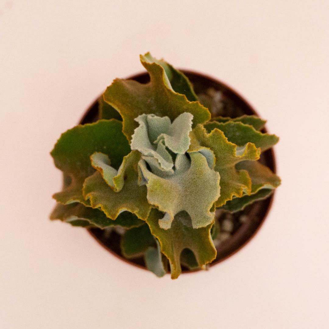 Kalanchoe Fang mostruosa Ø 12 cm