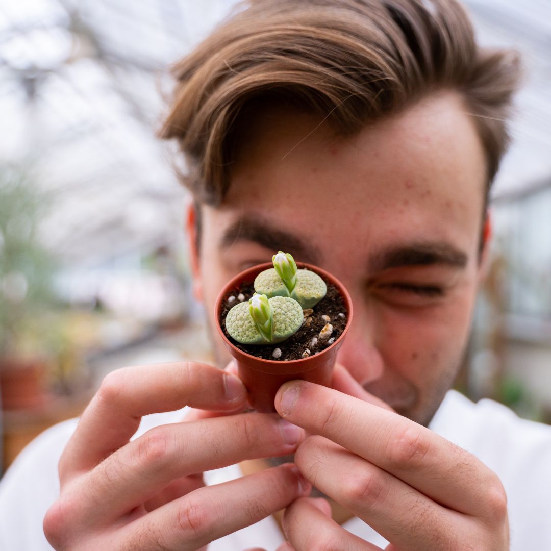 Lithops sp. Ø 5,5 cm cod.1328