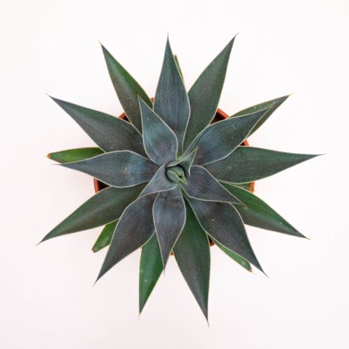 Mangave Lavender Lady Ø 17 cm