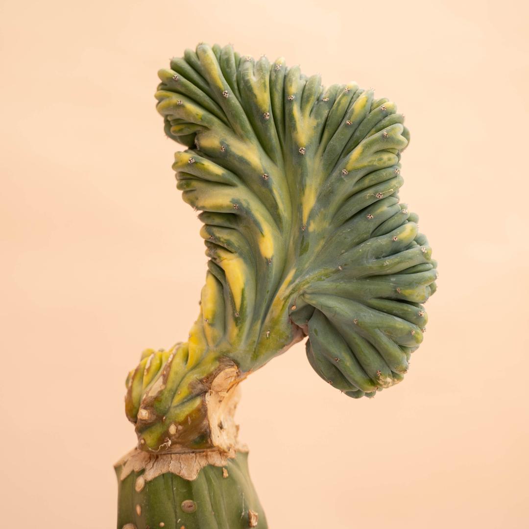 Myrtillocactus geometrizans crestato variegated Ø 14 cm