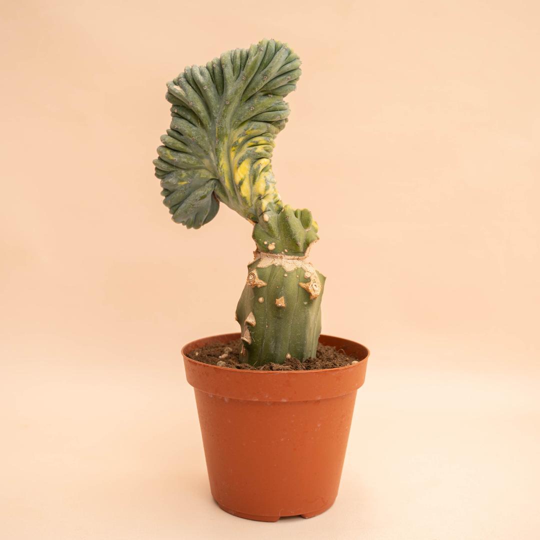 Myrtillocactus geometrizans crestato variegated Ø 14 cm