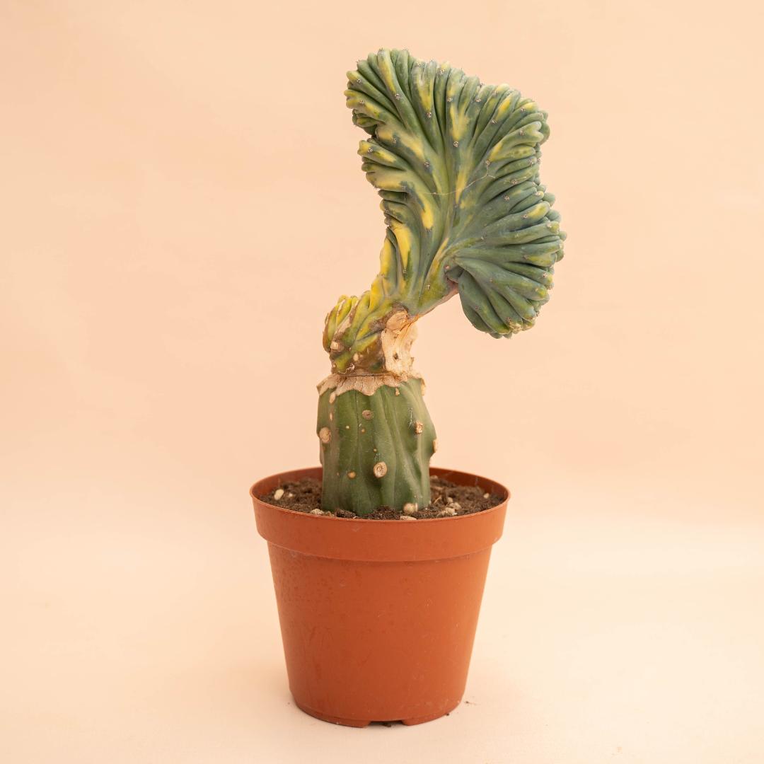Myrtillocactus geometrizans crestato variegated Ø 14 cm