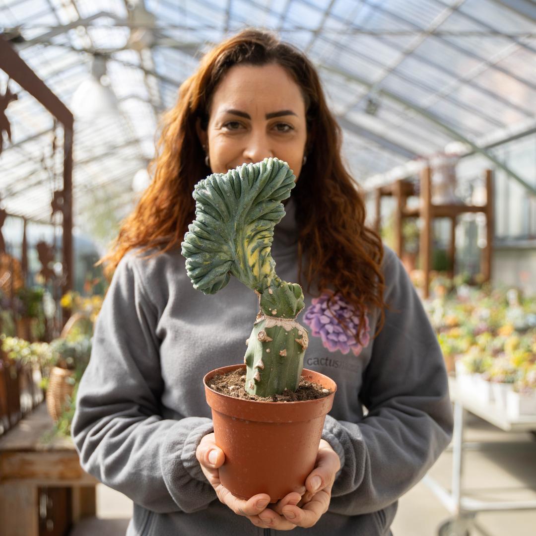 Myrtillocactus geometrizans crestato variegated Ø 14 cm